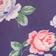 Blue Rose