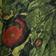 Tomato Vine