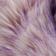 Petunia