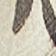 Billies Pattern Neutral