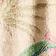 Antheia