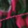 Combo Rose
