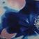 Watercolor Flowers