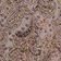 Grey Combo Paisley
