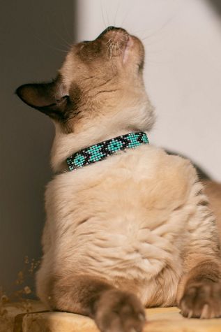 Sambboho Saint Barth Cat Collar