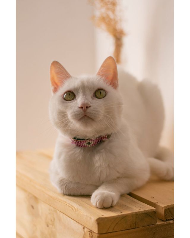 Sambboho Melrose Cat Collar #3