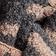 Chocolate Light Brown