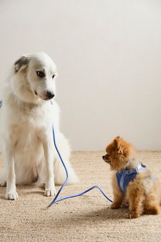 Wild One Rope Leash