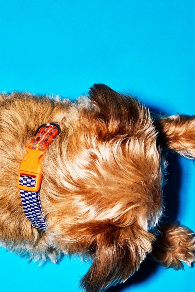 Ware of the Dog Checked and Striped Webbing Collar #1