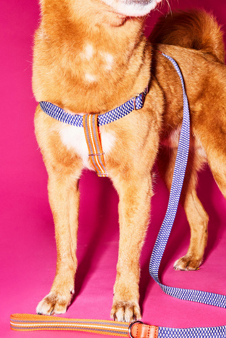 Ware of the Dog Checked and Striped Webbing Harness