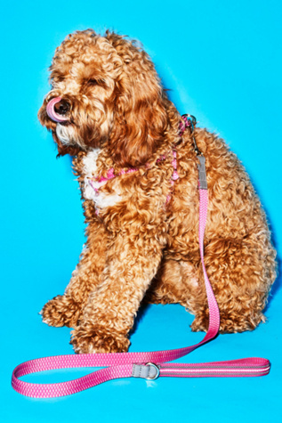 Ware of the Dog Checked and Striped Webbing Leash