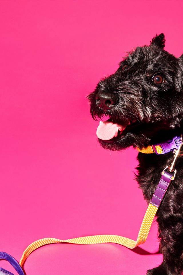 Ware of the Dog Checked and Striped Webbing Leash #1