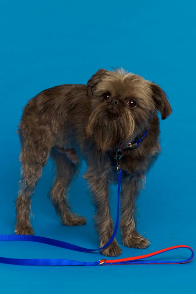 Ware of the Dog  Nylon Leash #1
