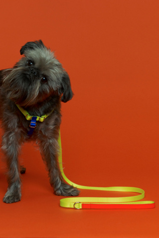 Ware of the Dog Nylon Leash