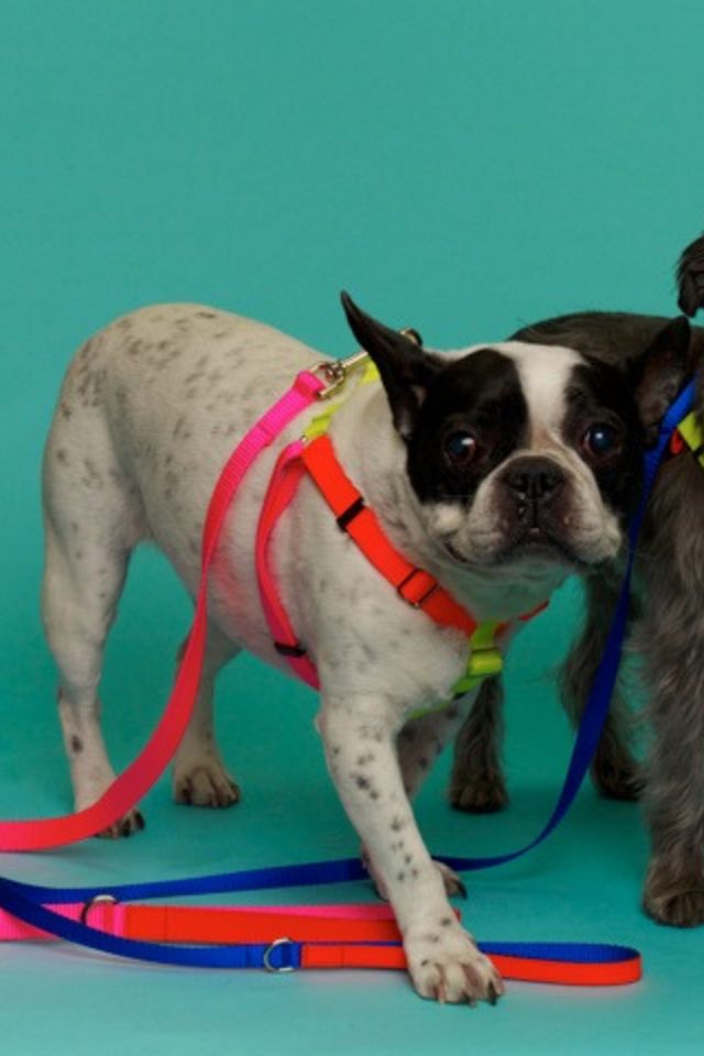 Ware of the Dog Nylon Colorblock Harness #1