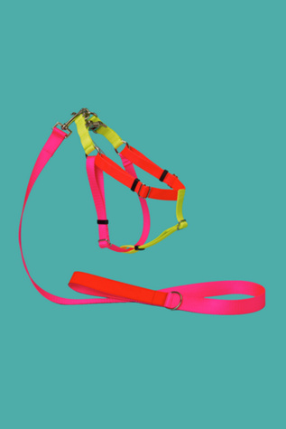 Ware of the Dog Nylon Colorblock Harness
