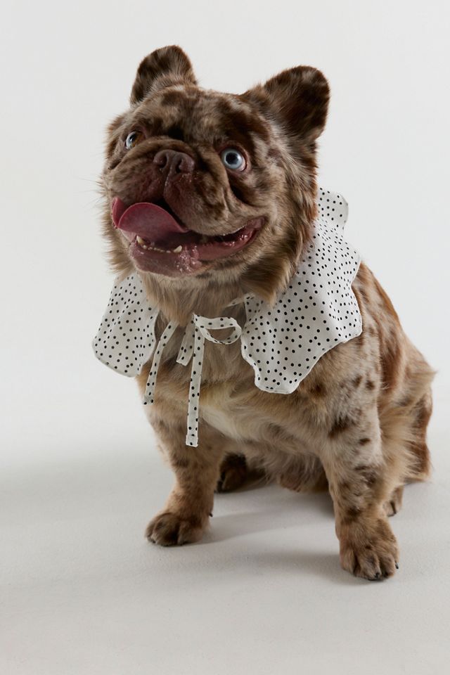 Wanda Collar #1