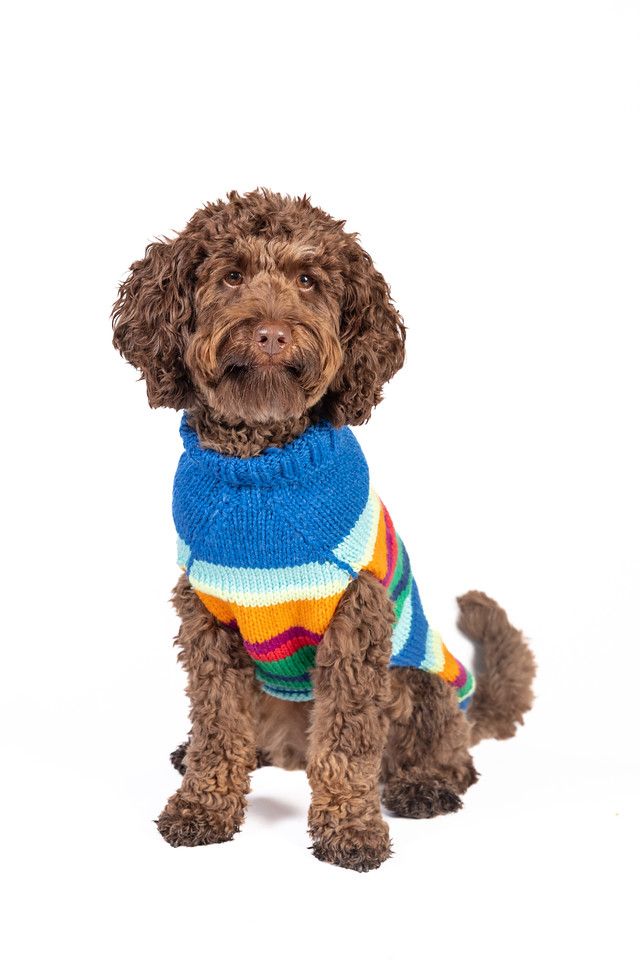 Chilly Dog Royal Alpaca Stripe Sweater #1