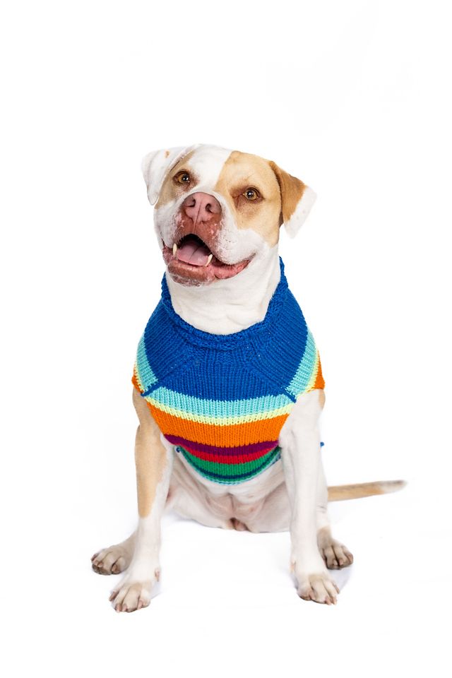 Chilly Dog Royal Alpaca Stripe Sweater #2