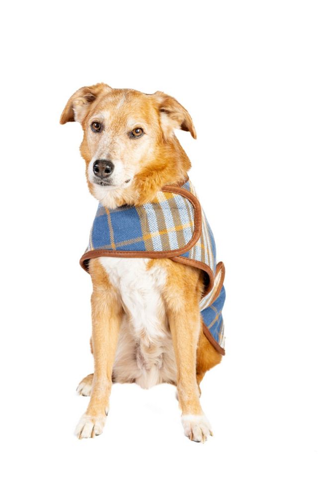 Chilly Dog Western Plaid Coat #2