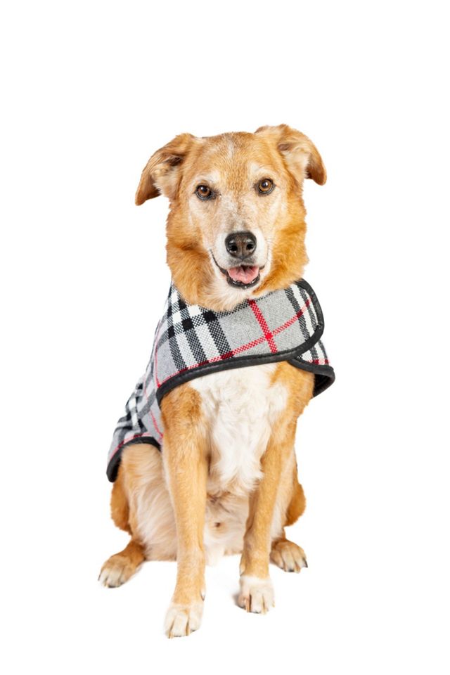 Chilly Dog Steel Tartan Plaid Coat #1