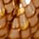 Rose Gold Clementine