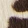 Brun Chocolat - Gomme
