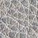 Dove Grey