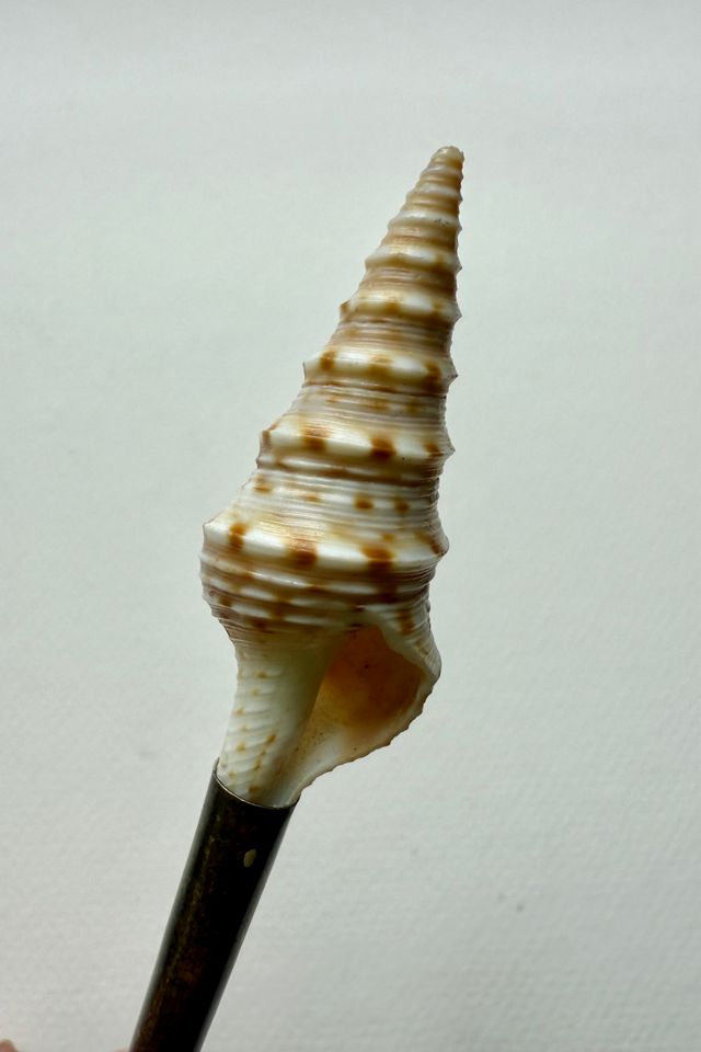 Vintage Seashell Spoon Selected by Wax Plant #2