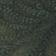 Pine Frost