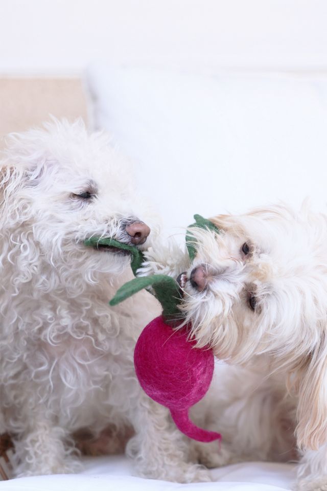 MODERNBEAST Wool Turnip #2