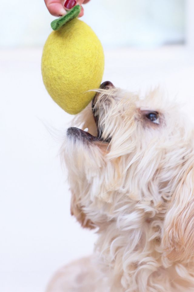 MODERNBEAST Doggy Lemon #3