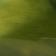 Algae