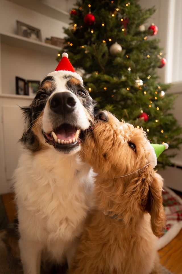 MODERNBEAST Holiday Elf Hat #2