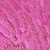 Hibiscus Sand