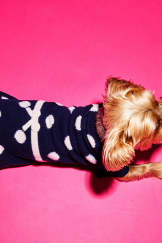 Ware of the Dog Dot Bow Sweater