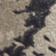 Oyster Snake Print