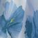 Sky Bloom