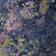 Floral Haze - Navy Combo