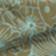 Reef Rhythm