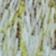 Menthe