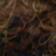 Dark Walnut