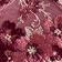 Magenta Rose