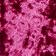 Fuchsia Combo