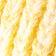 Tournesol