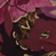 Tapestry Floral