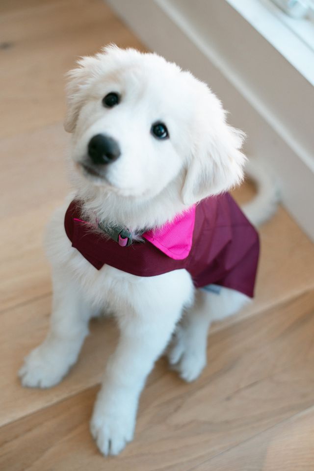 MODERNBEAST Reversible Dog Raincoat #3