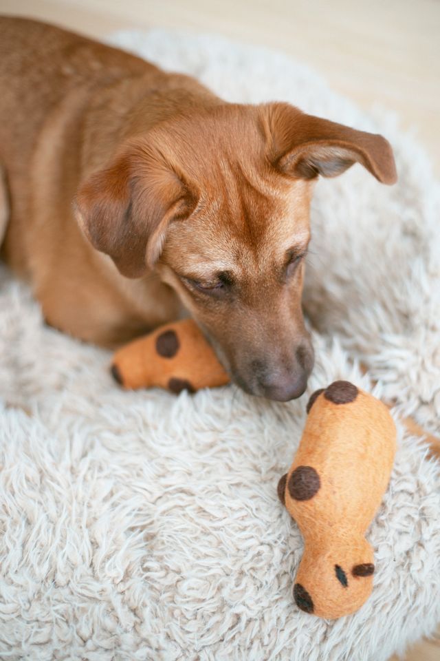 MODERNBEAST Capybara Wool Dog Toy #1