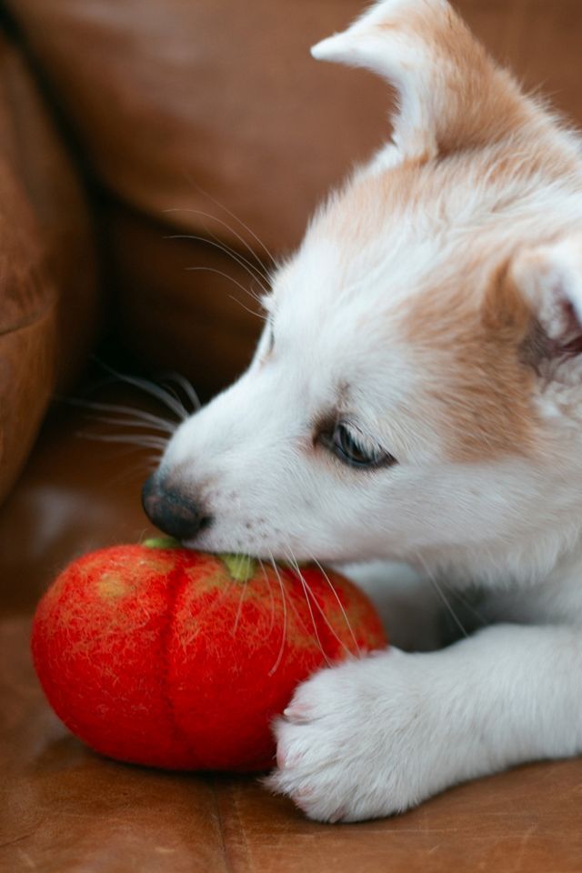 MODERNBEAST Heirloom Tomato Wool Dog & Cat Toy #3