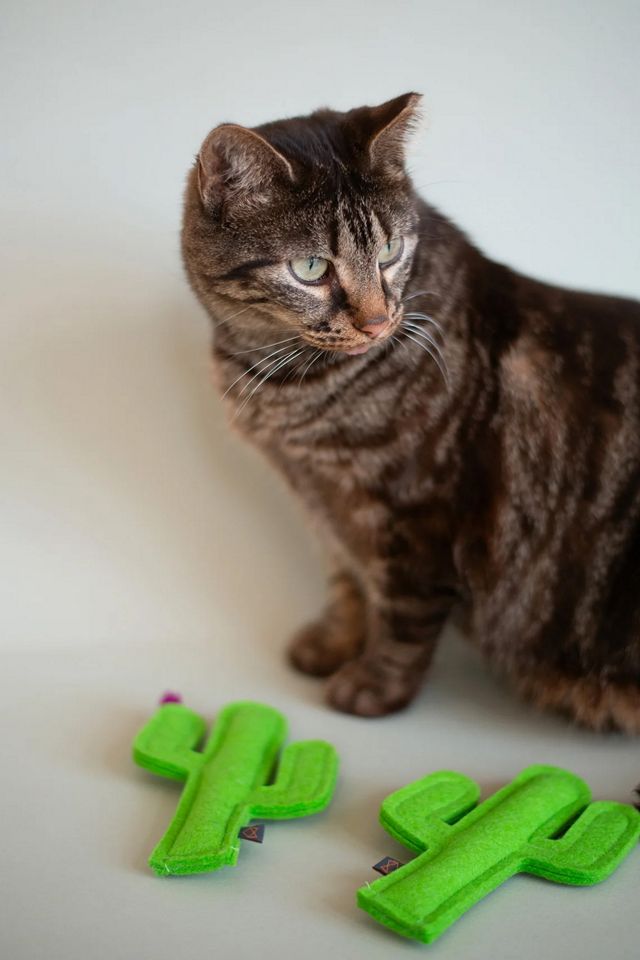 MODERNBEAST Cactus Catnip Toy #1